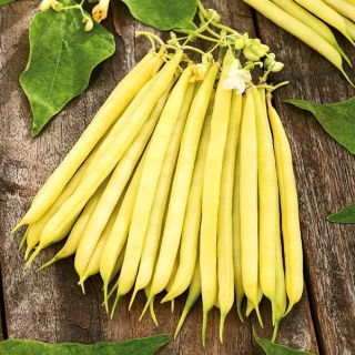 Fasola Laurina - szparagowa, średnio wczesna, żółtostrąkowa