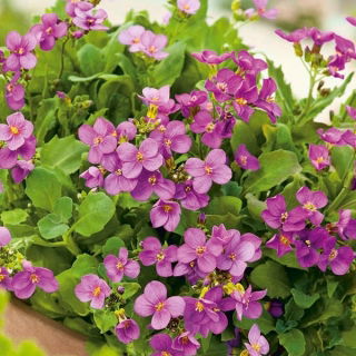 Gęsiówka alpejska różowa