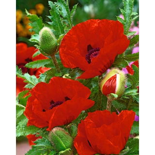 Mak wschodni - Papaver orientale - 1 szt.
