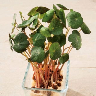 Microgreens - Nasturcja niska - młode listki o unikalnym smaku
