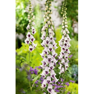 Naparstnica purpurowa Pam's Choice