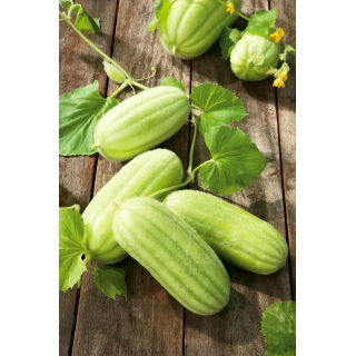 Ogórek melonowy Carosello Barese