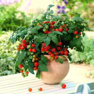Pomidor Balkoni Red F1 - balkonowy
