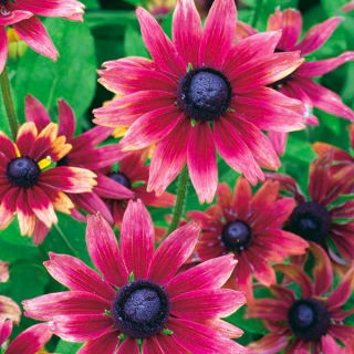 Rudbekia dwubarwna Cherry Brandy
