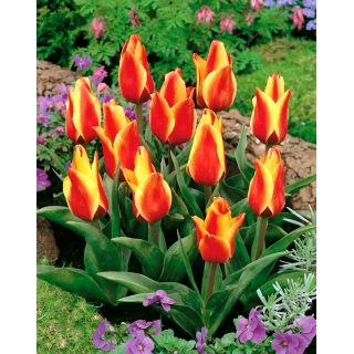 Tulipan Cape Cod  - opak. 5 szt.
