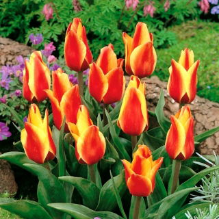 Tulipan Cape Cod  - opak. 5 szt.