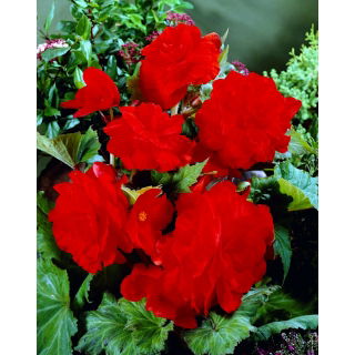 Begonia pełna - czerwona - 2 szt.