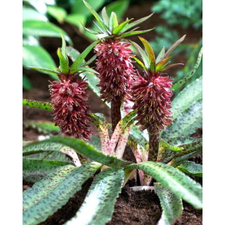 Lilia ananasowa - Eucomis Van der Merwey - Nowość