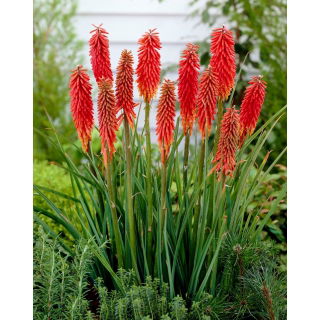 Kniphofia czerwona - Nancy Red - 1 szt.