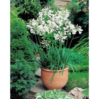 Agapant biały - Agapanthus White