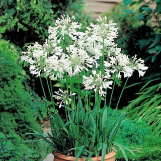 Agapant biały - Agapanthus White