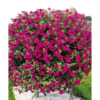 Petunia fiołkowata