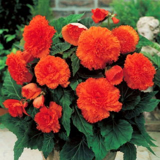 Begonia strzępiasta - pomarańczowa - 2 szt.