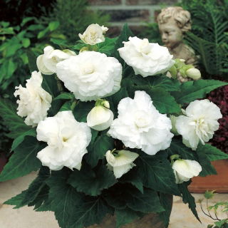 Begonia pełna - biała - 2 szt.