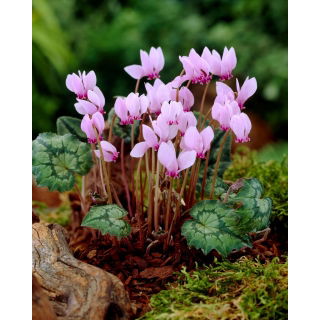 Cyklamen neapolitański - Cyclamen neapolitanum - 1 szt.