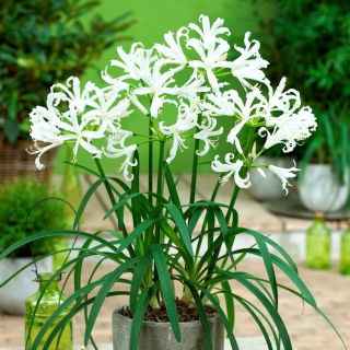 Nerine Alba - 1 szt.