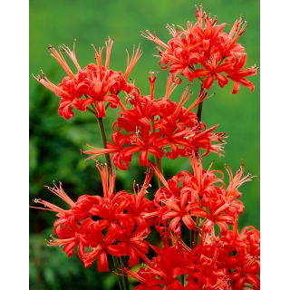 Nerine Kodora - 1 szt.
