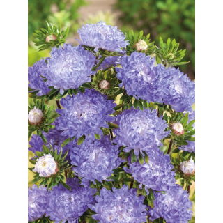 Aster peoniowy - biało-niebieski