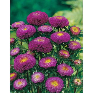 Aster pomponowy - fioletowy