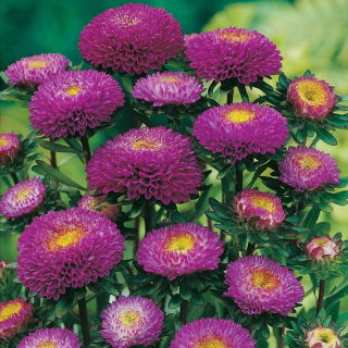 Aster pomponowy - fioletowy
