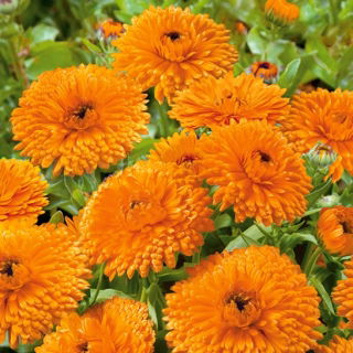 Nagietek lekarski Orange Gem - pomarańczowy