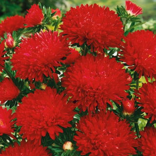 Aster peoniowy Stanisław