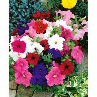 Petunia niska - mieszanka