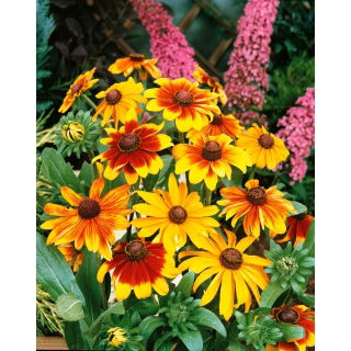 Rudbekia niska - mieszanka