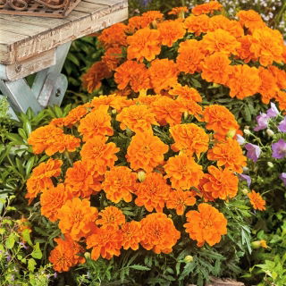 Aksamitka Tangerine - pełna, niska, pomarańczowa