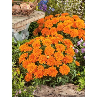 Aksamitka Tangerine - pełna, niska, pomarańczowa