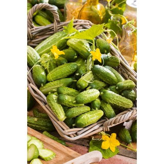 Ogórek Vert petit de Paris - gruntowy korniszonowy