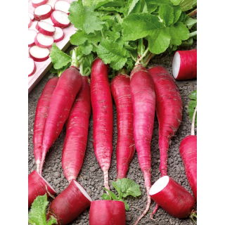 Rzodkiew Ostergruss Rosa 2 - letnia