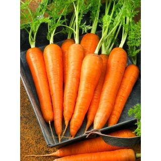 Marchew Blanka - późna, bardzo plenna