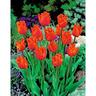 Tulipan Noranda - opak. 5 szt.