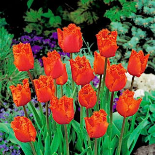 Tulipan Noranda - opak. 5 szt.