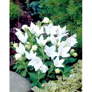 Platykodon, Rozwar wielkokwiatowy - White