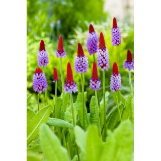 Pierwiosnek storczykowy - Primula vialii - sadzonka