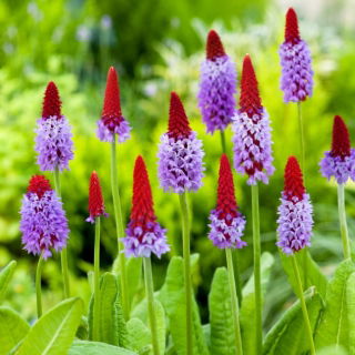 Pierwiosnek storczykowy - Primula vialii - sadzonka