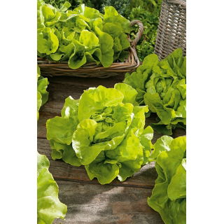 Sałata Lento - głowiasta, masłowa - NA TAŚMIE