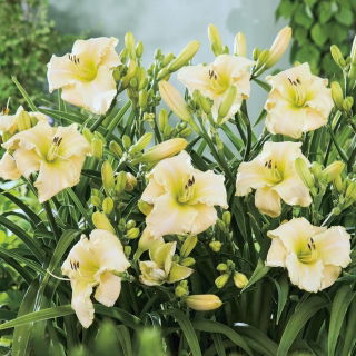 Liliowiec Arctic Snow