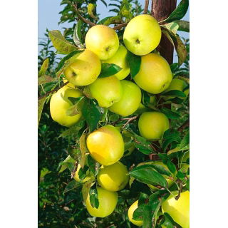 Jabłoń Golden Delicious - sadzonka XXL