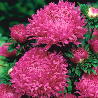 Aster peoniowy Ofelia