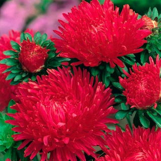 Aster peoniowy Opalfeauer