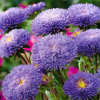 Aster pomponowy Bolero - jasnoniebieski
