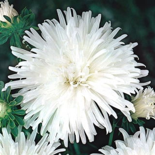 Aster chryzantemowy Opal - biały