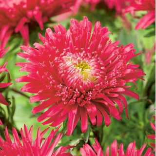 Aster karłowy Boruta - malinowoczerwony