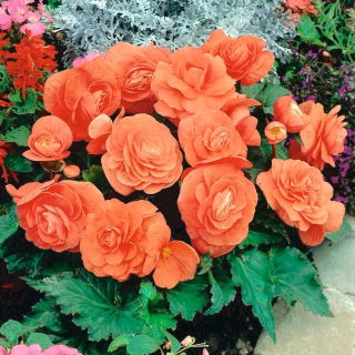 Begonia pełna - łososiowa - 2 szt.