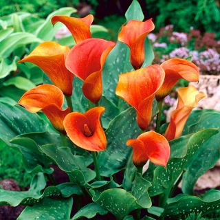 Calla pomarańczowa - Orange