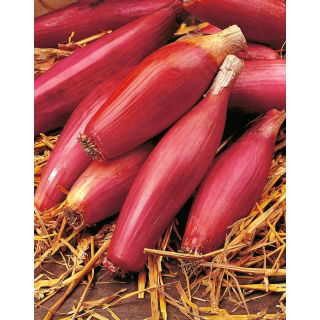 Cebula Rosa Lunga Di Firenze