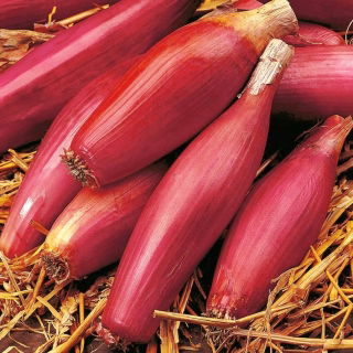 Cebula Rosa Lunga Di Firenze